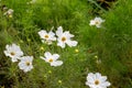 Close up texture view of a beautiful white cosmos flowers in a sunny garden Royalty Free Stock Photo