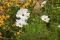 Close up texture view of a beautiful white cosmos flowers in a sunny garden Royalty Free Stock Photo