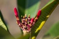 Close up texture view of newly budding plumeria blossoms