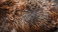 Close up Texture of Warm Brown Animal Fur with Natural Patterns for Backgrounds and Designs Royalty Free Stock Photo