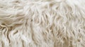 Close-up Texture of White Wavy Fur Royalty Free Stock Photo