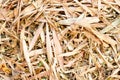 Texture of Yellow dry bamboo leaves. Royalty Free Stock Photo