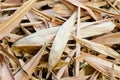 Texture of Yellow dry bamboo leaves. Royalty Free Stock Photo