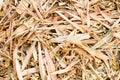 Texture of Yellow dry bamboo leaves. Royalty Free Stock Photo