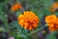 Close-up of the texture of the yellow Tagetes flowers growing in the garden Royalty Free Stock Photo