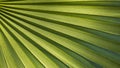 Close-up of the textured background of large, bright green, backlit palm leaves