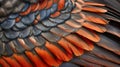 Close up Textured Background of Vibrant Feather Patterns in Orange and Black Detail of Bird Plumage for Natural Concepts Royalty Free Stock Photo