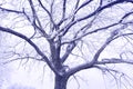 A close-up of the textured branches of a tree covered with hoarfrost. Royalty Free Stock Photo