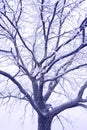 A close-up of the textured branches of a tree covered with hoarfrost. Royalty Free Stock Photo