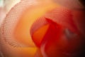 Close-up of a textured and defocus, translucent orange and pink fabric, glowing from within. Royalty Free Stock Photo