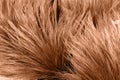 Close-up of textured grass in peach fuzz color. Color of year 2024 - Peach Fuzz.