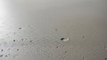 Gray textured background with water drops. Royalty Free Stock Photo