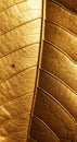 Close-up of a textured leaf with a central vein running vertically. The leaf is painted in Royalty Free Stock Photo