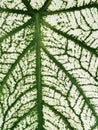 Close up on textured and lines of Long-Leaf Caladium bicolor called Angel-Wings, Elephant-Ear