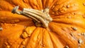 Close up of a textured orange pumpkin stem and rind Royalty Free Stock Photo