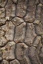 Close-up of the textured, patterned bark of an Araucaria tree Royalty Free Stock Photo