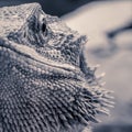 Close-up of a textured pogona in a vivarium Royalty Free Stock Photo