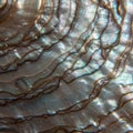 Close-up of a textured surface resembling the interior of an Royalty Free Stock Photo