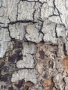 Close-Up of Textured Tree Bark Displaying Natural Patterns and Earthy Tones for a Rustic Aesthetic Royalty Free Stock Photo