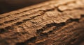Close-up of a textured tree bark displaying rough, rugged surface details. The bark
