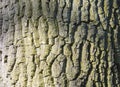 Close-up of Textured Tree Bark, Fraserburgh, Aberdeenshire, Scotland, UK