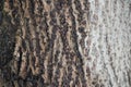 Close-up of textured tree bark with rough, ridged, and bumpy natural surface details Royalty Free Stock Photo