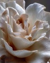 Close-Up of Textured White Rose Petals Royalty Free Stock Photo