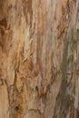 Close up textures of peeling bark on trunk of eucalyptus gum tree ideal as nature background Royalty Free Stock Photo
