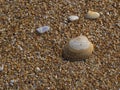 Close up Textures of a Scallop Shell on the Beach Royalty Free Stock Photo