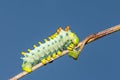 Cecropia Caterpillar Forth Instar - Hyalophora cecropia Royalty Free Stock Photo