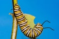 Monarch Butterfly Caterpillar eating milkweed. Royalty Free Stock Photo