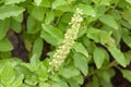 Thai basil or sweet basil in the garden Royalty Free Stock Photo