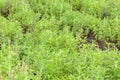 Thai basil or sweet basil in the garden Royalty Free Stock Photo