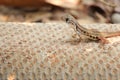 Thai Brown chameleon lizard standing on sands. Animal hidden in the soil.