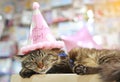 Close up Thai cat sleeping with birthday paper hat on head
