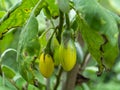 Close up Thai Eggplant or Yellow berried nightshade on tree Royalty Free Stock Photo