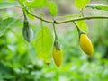 Close up Thai Eggplant or Yellow berried nightshade on tree Royalty Free Stock Photo
