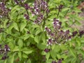 Close up Thai herb basil trees or sweet basil plant are flowering. Royalty Free Stock Photo
