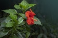 Close-up of thai hibiscus red flowers on hibiscus plant in summer in the field with blur background of nature Royalty Free Stock Photo