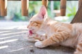 Thai Orange and White Cat Kitty laying on the floor Royalty Free Stock Photo