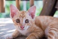 Close up of Thai Orange and White Cat