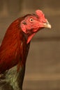 Close-up of Thai rooster cockfight head