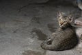 Close up of Thai stray cat laying on concrete street, Poor hungry cat.