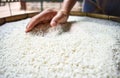 Rice in the hands of farmers