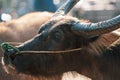 Close up of a Thailand water Buffalo at market Royalty Free Stock Photo