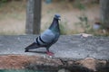 Close up of thar dove Royalty Free Stock Photo