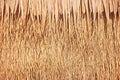 Close up of thatch roof background, Hay or dry grass background, Thatched roof, Grass hay, dry straw, Roof background texture Royalty Free Stock Photo