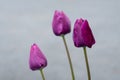 Close up of thee purple tulips against a gray background, springtime in the Pacific Northwest