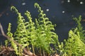 a close up of a Thelypteris palustris Schott plant near a body of water Royalty Free Stock Photo