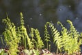 a close up of Thelypteris palustris Schott plant Royalty Free Stock Photo